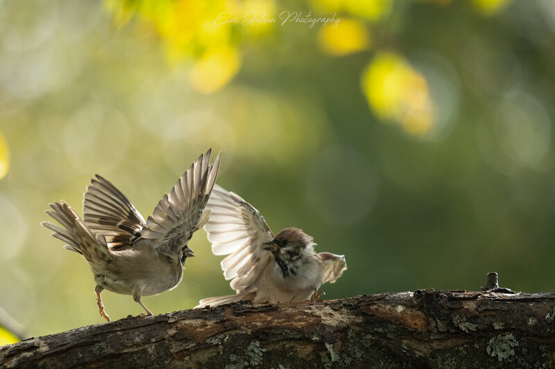 action shot, wildlife, воробей, воробьи, полевой воробей, sparrow, birds, birdwatching, elvis antson, орнитология, дикие птицы, кострома, костромская область, пернатые, братья наши меньшие, движение, полет, наблюдение за птицами, птицы россии, птицы европ Воробьиное кунг-фу фото превью