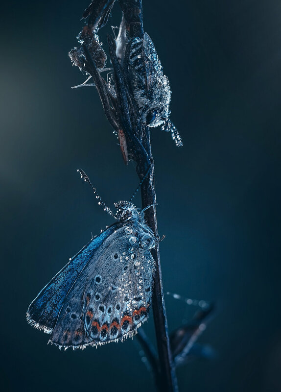 фото превью