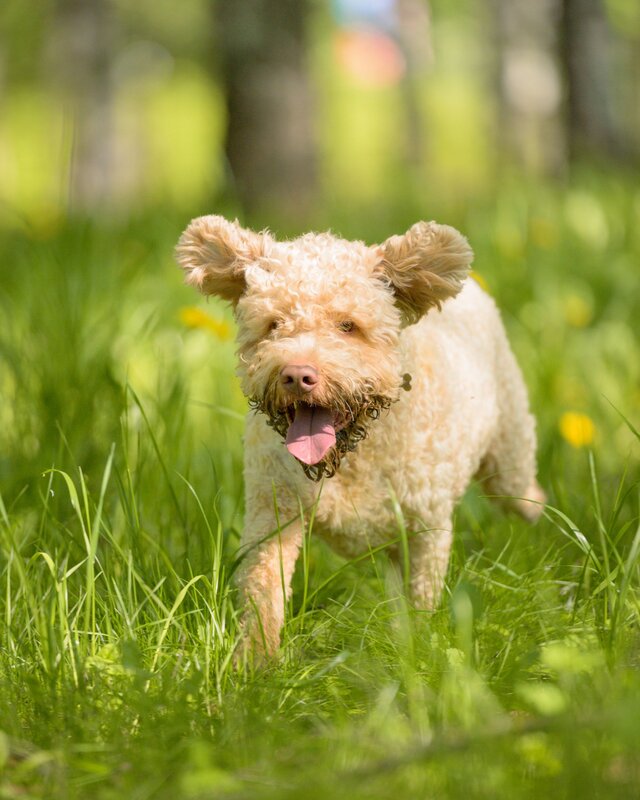 Lagotto Romagnolo фото превью