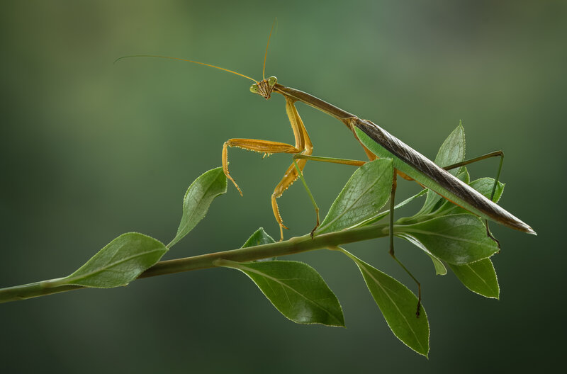 mantis, praying mantis, macro Gilded sentinel фото превью
