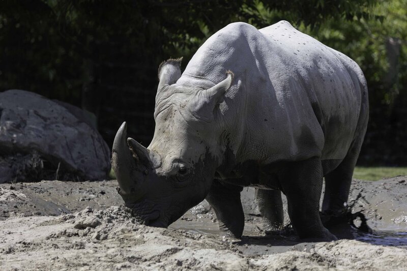 White rhinoceros фото превью
