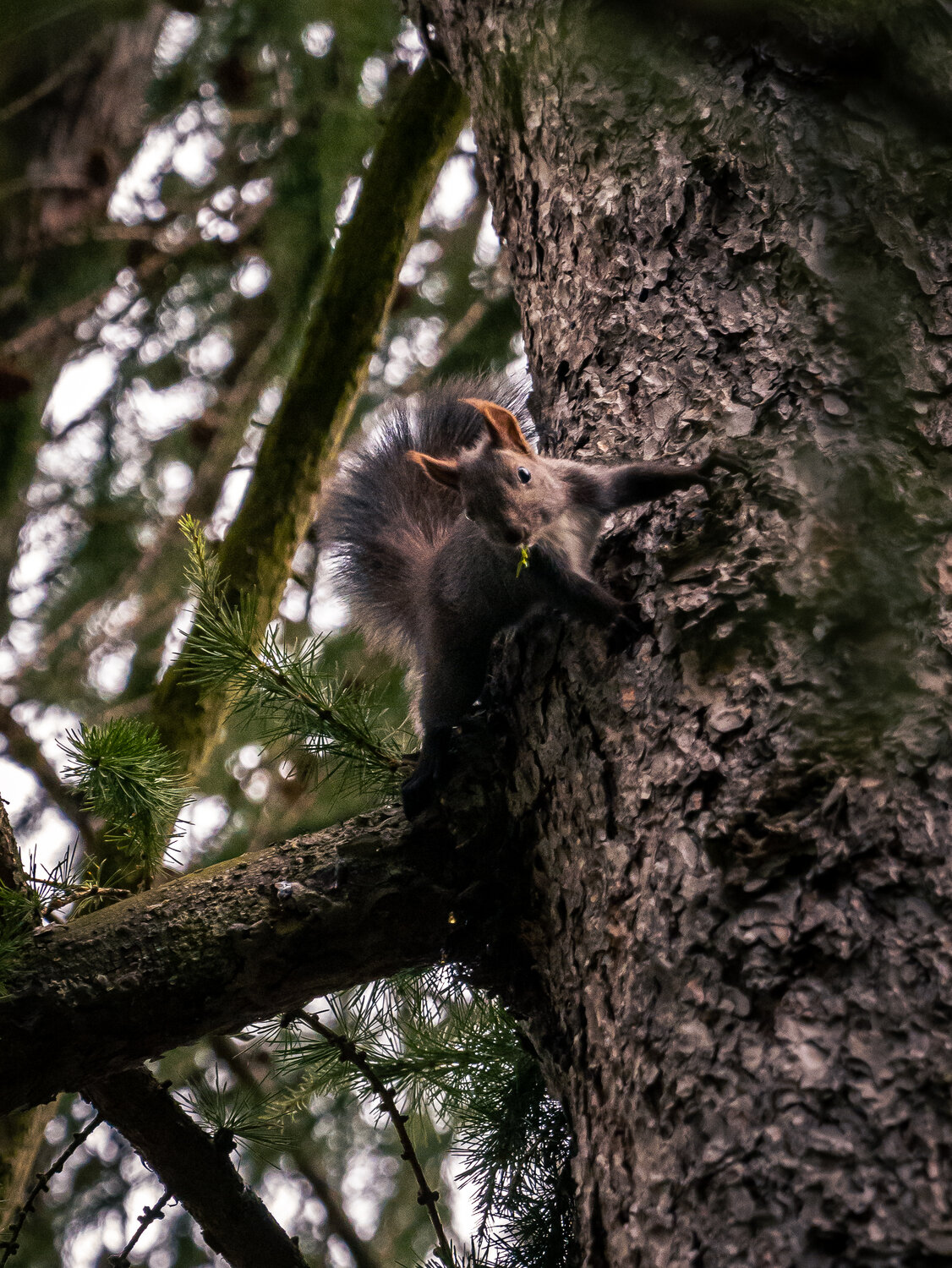 wildlife, squirell, olympus, microfourthirds, animal, forest, Slavom&iacute;r Gajdo&scaron;