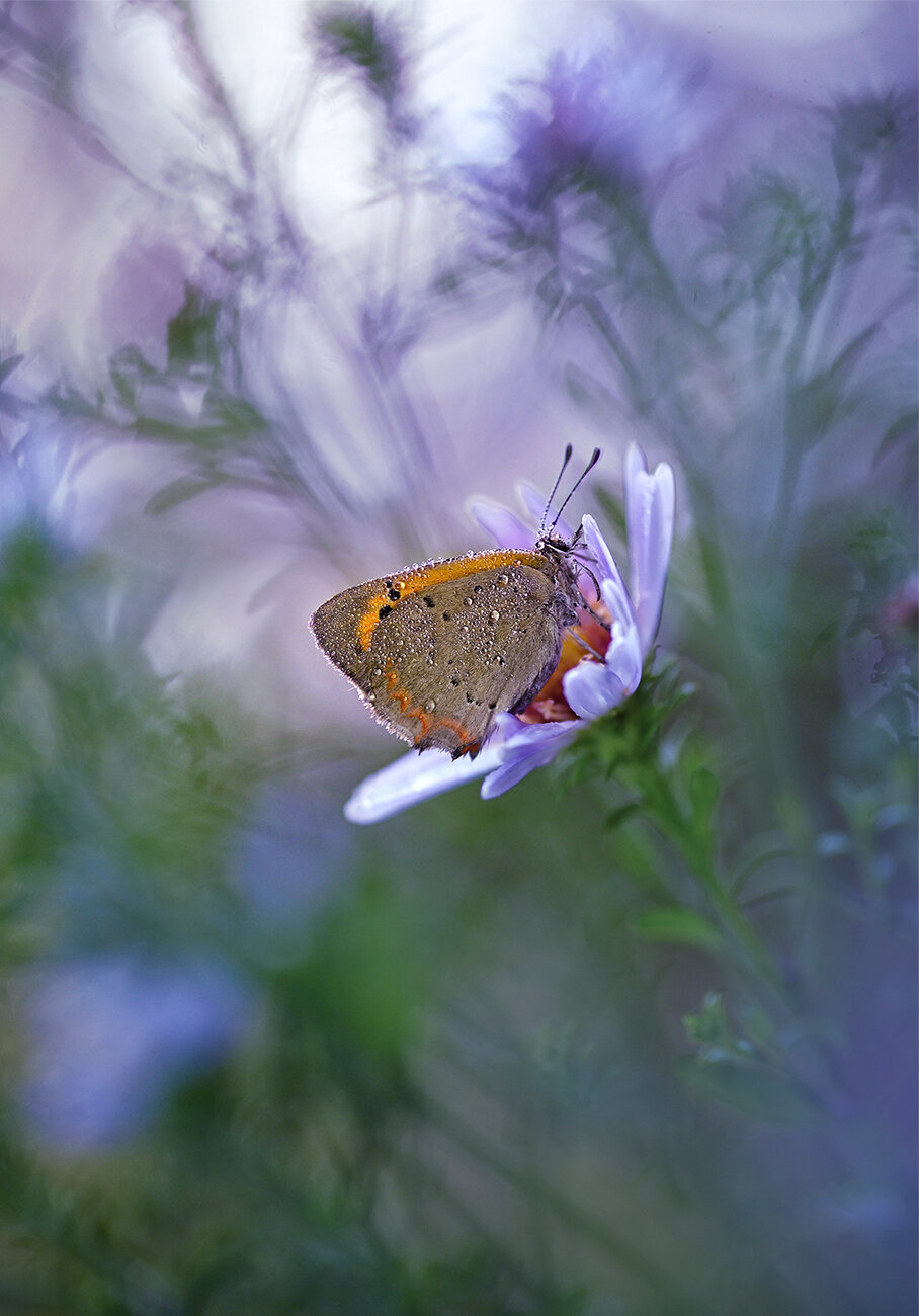 , S. Dana