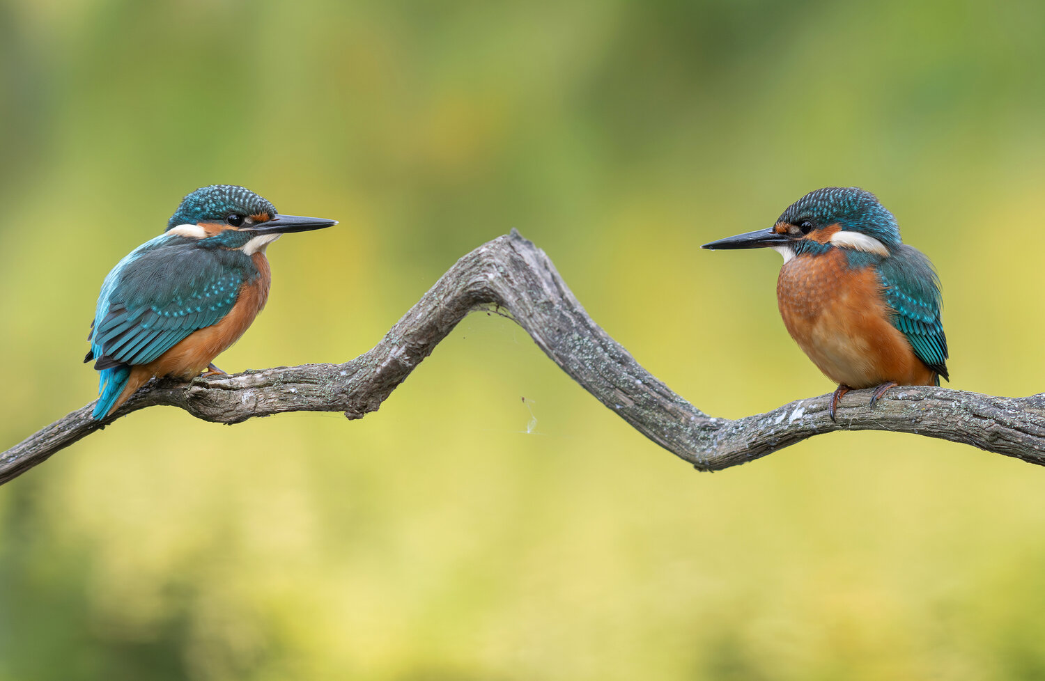 птицы, зимородок, фотоохота, birds, Сигушин Руслан