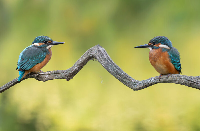 птицы, зимородок, фотоохота, birds Братики фото превью