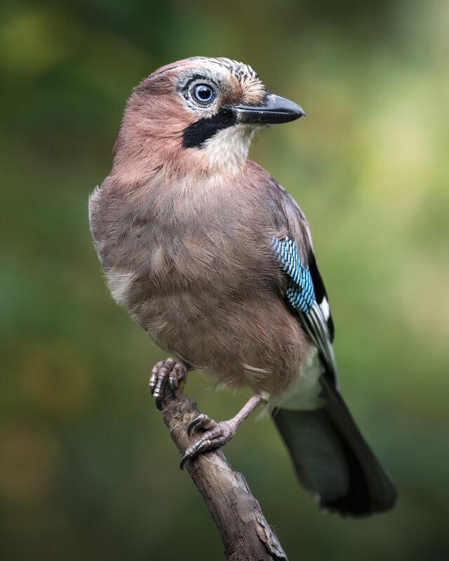 Сойка (Garrulus glandarius)  фото превью