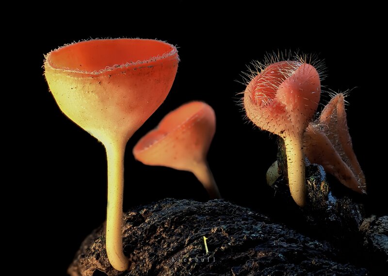 A family of mushrooms  фото превью