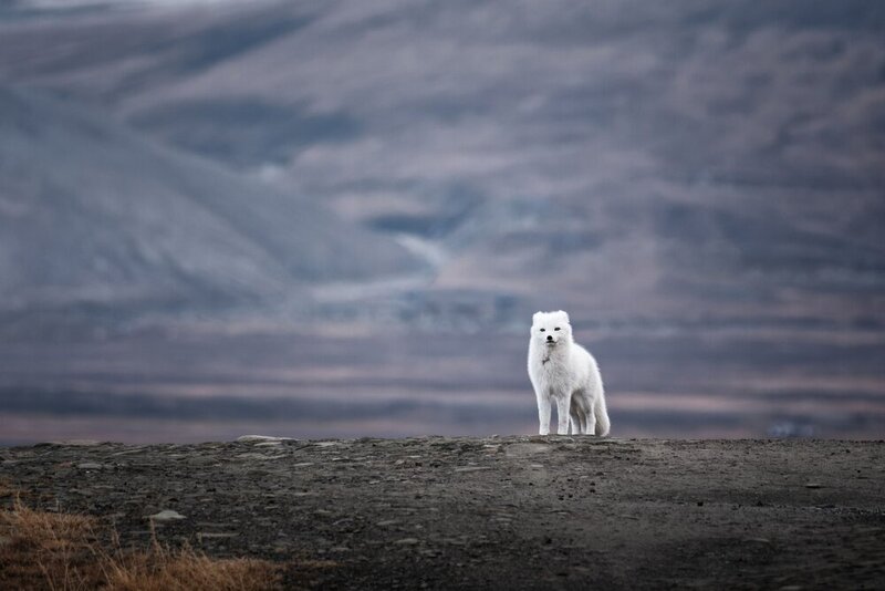 Snowfox фото превью