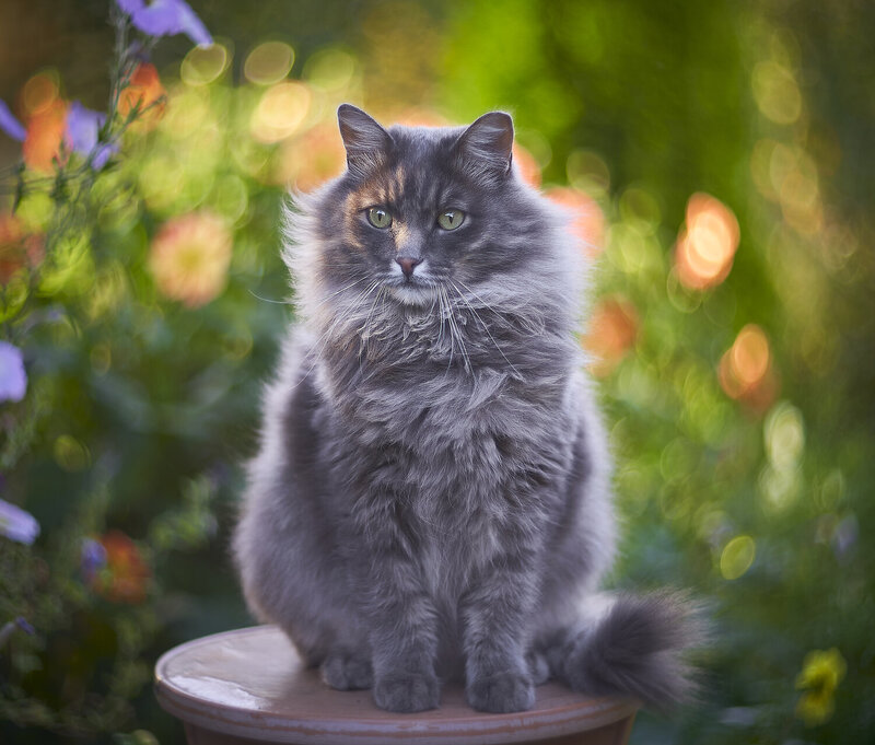 Садовый кото-портрет фото превью