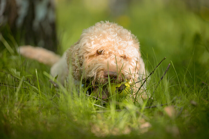 Lagotto Romagnolo фото превью