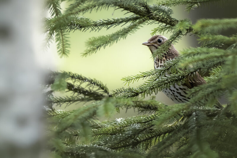 Певчий дрозд (Turdus philomelos)  фото превью