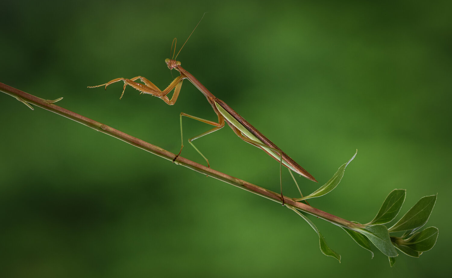Escape artist. Автор: Atul Saluja mantis, praying mantis, macro, leaf, summer, Atul Saluja