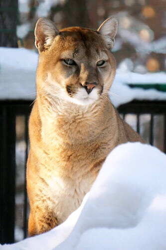 Самец пумы.