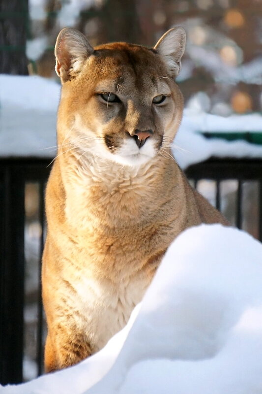 животные, кошка, большие, кошки, пума Самец пумы. фото превью