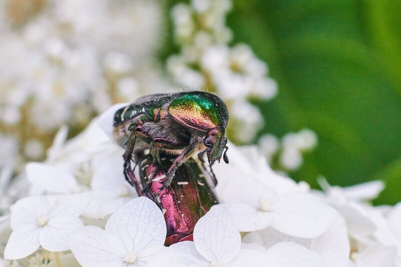 Cetonia aurata, voglograd, russia, wildlife Cetonia aurata фото превью