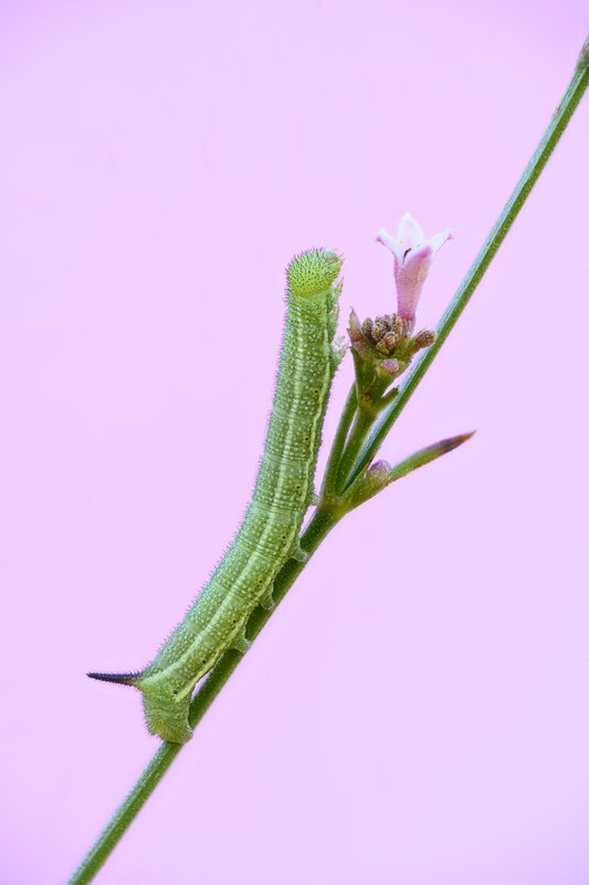Cromatismi autunnali фото превью