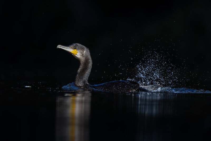 Плывущий баклан фото превью