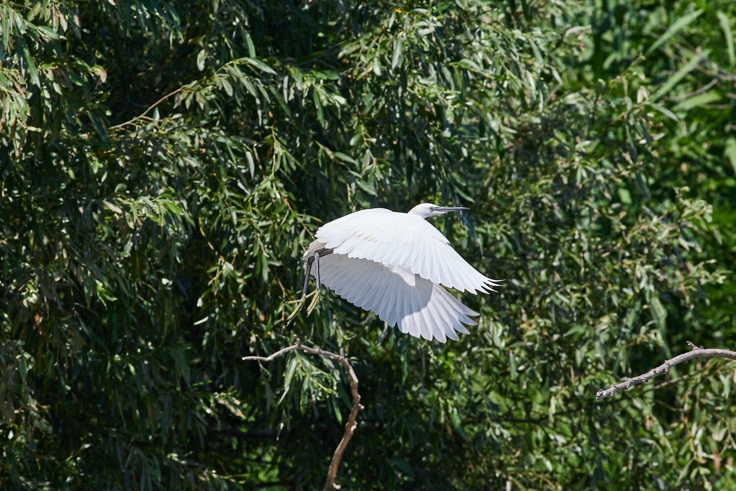 Egretta garzetta, цапля, россия, волгоград, волга, Павел Сторчилов