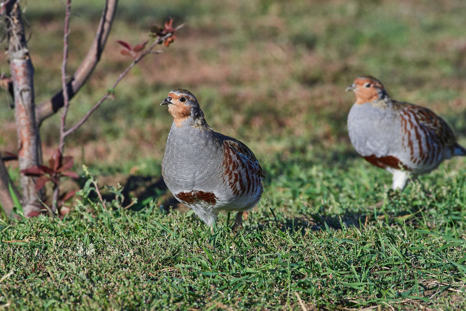 perdix, perdix perdix, volgograd, russia, wildlife, Павел Сторчилов