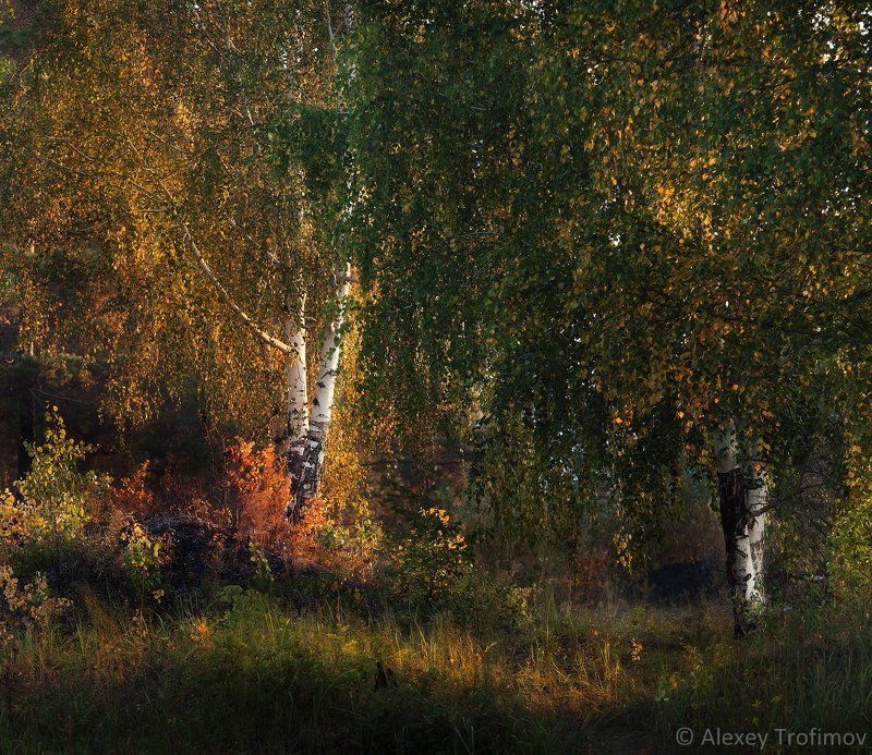 Завтра наступила осень... фото превью