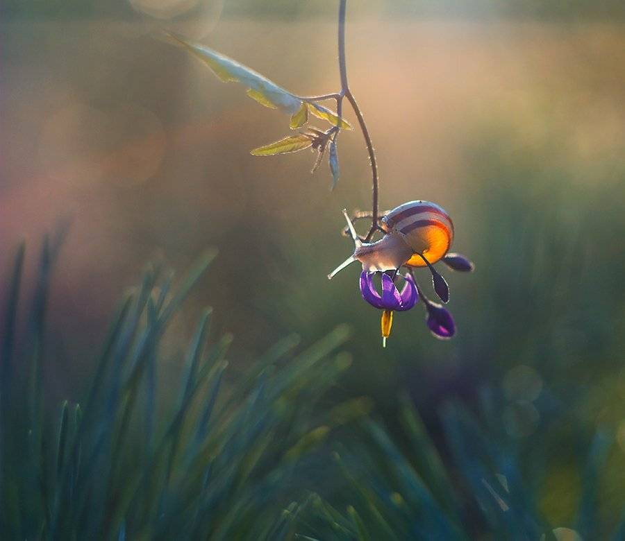 , Pawel Plucinski