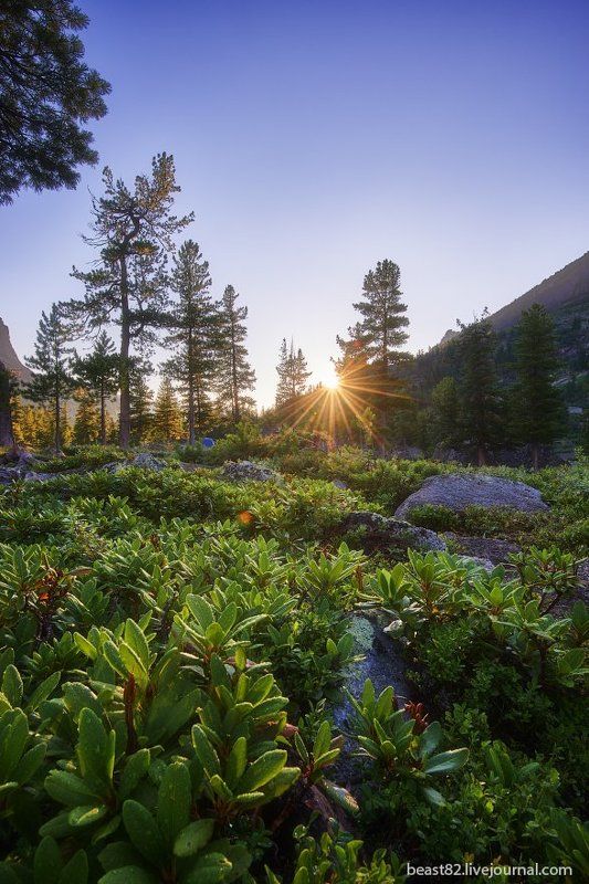 Ергаки Рододендроны ясным утром фото превью