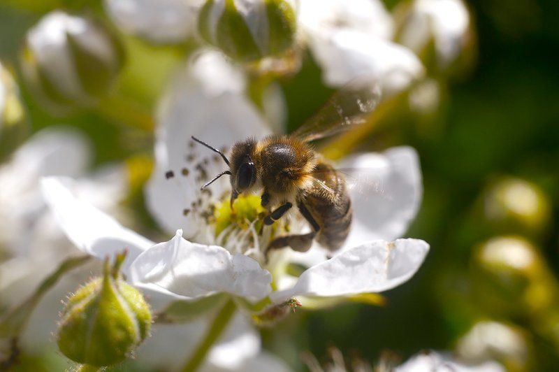 Охота на даче фото превью