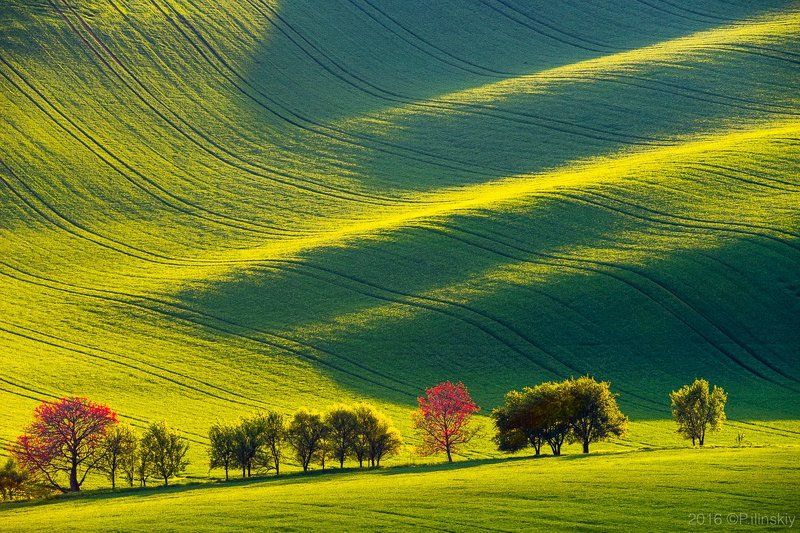 Вельветовое поле Моравии фото превью