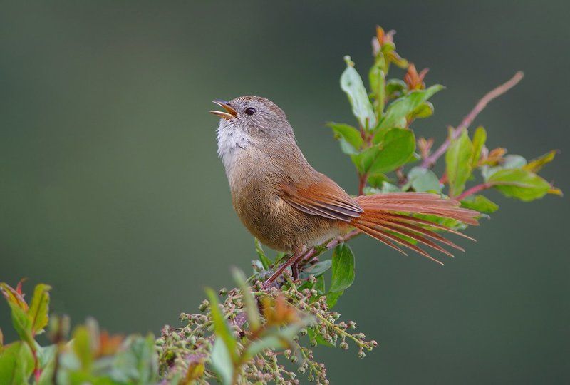 Moupinia poecilotis, Дикая природа, Дикие животные, Китай, Мупиния, Птицы, Юньнань Не могу не петь! фото превью