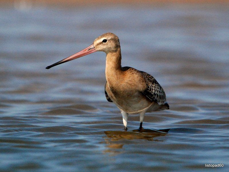 Осенний пролет фото превью