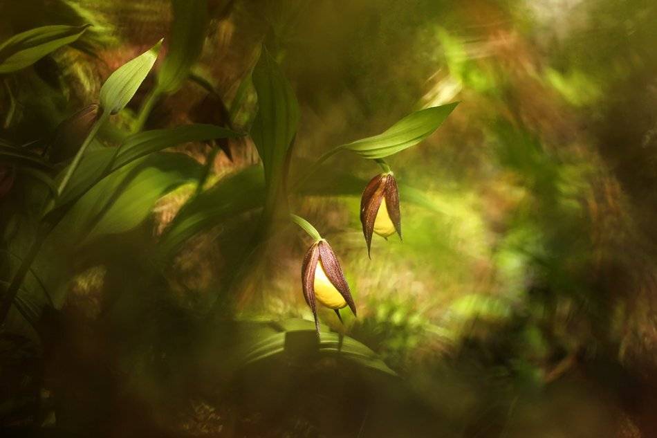 , Иваненко Светлана