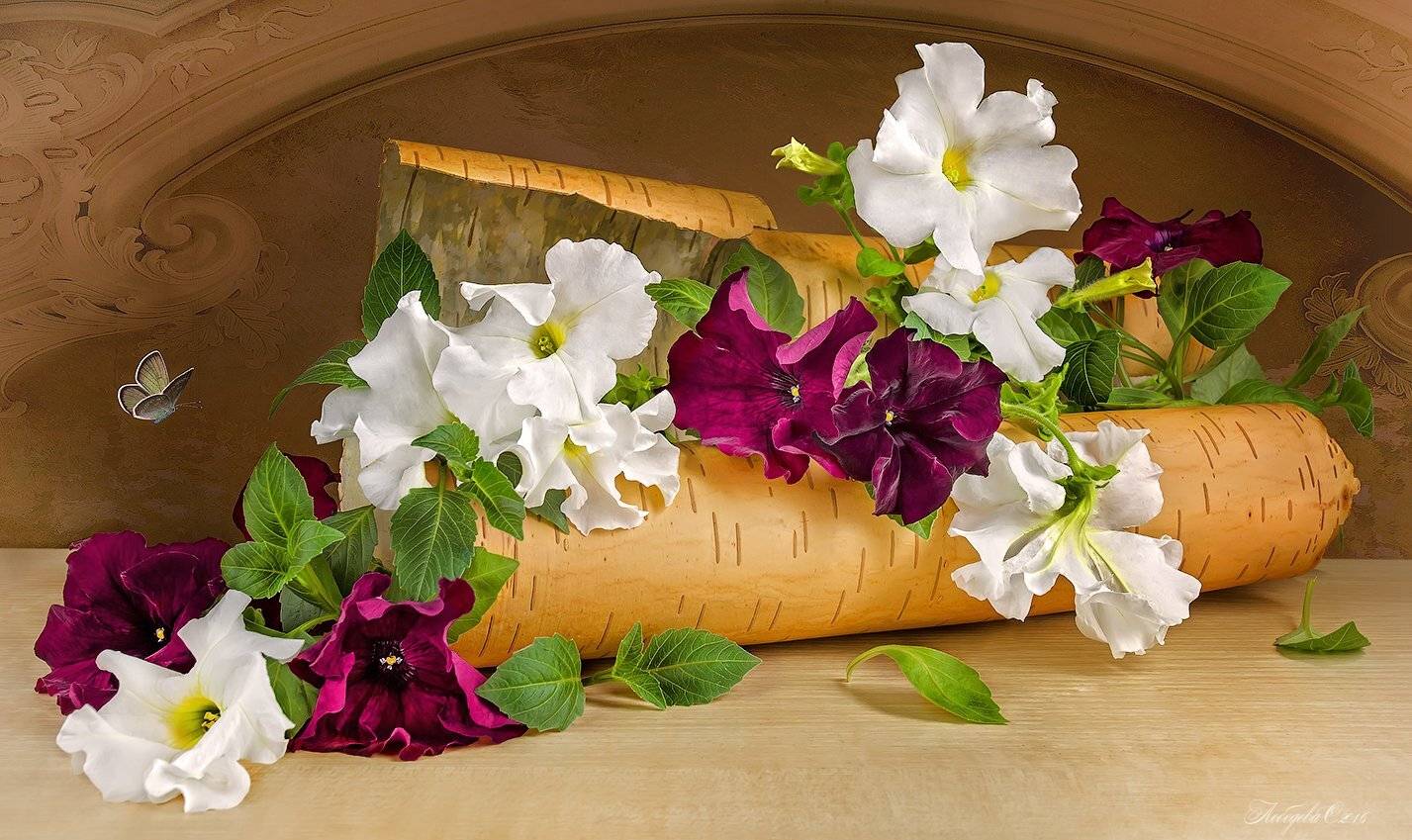 Береста, Петуния, Цветы, Светлана Л.