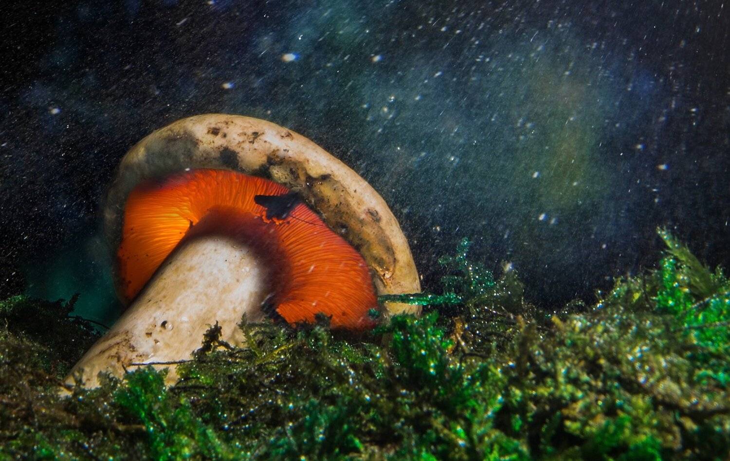 , Антон Шевченко