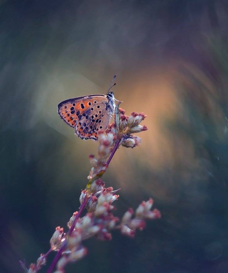 , Pawel Plucinski