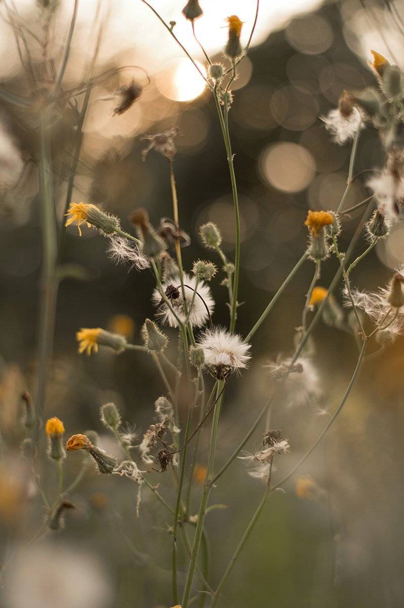 Анна чернякова, На закате, Природа, Цветы, Чернякова Анна