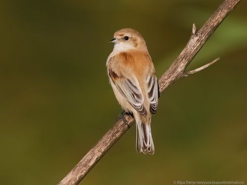 Penduline tit.