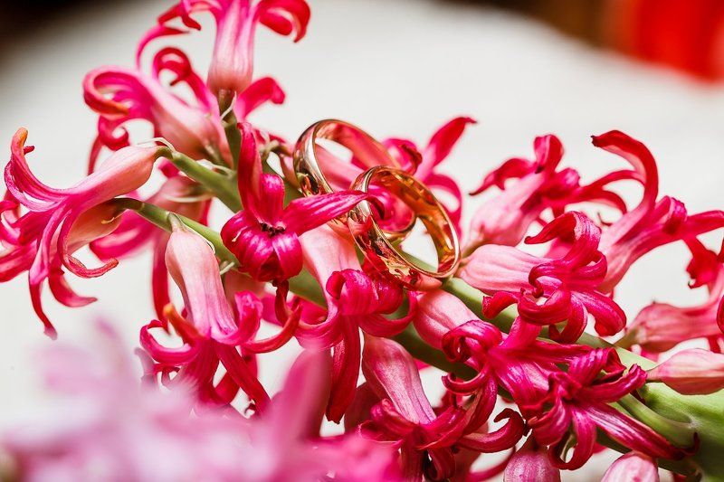 свадебная прогулка, свадьба, жених, невеста, любовь, love story, кольца, mdmmikle, Латвия, Рига Свадебные кольца фото превью