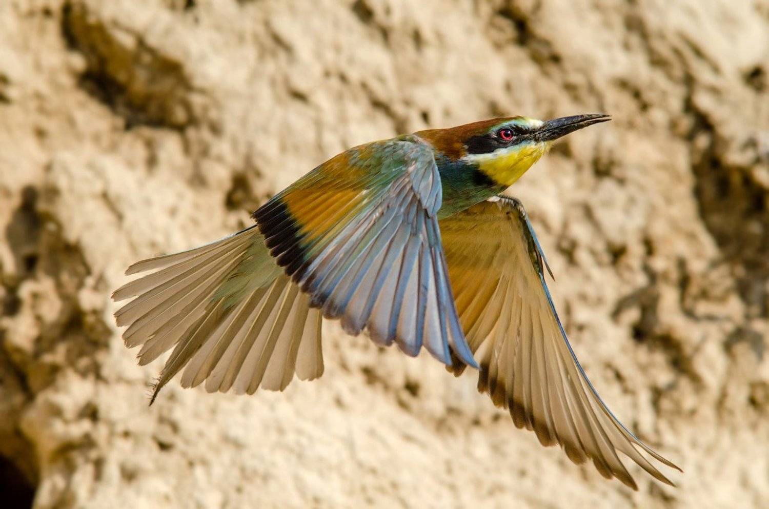 щурка, полет, Evgeny Melnikov