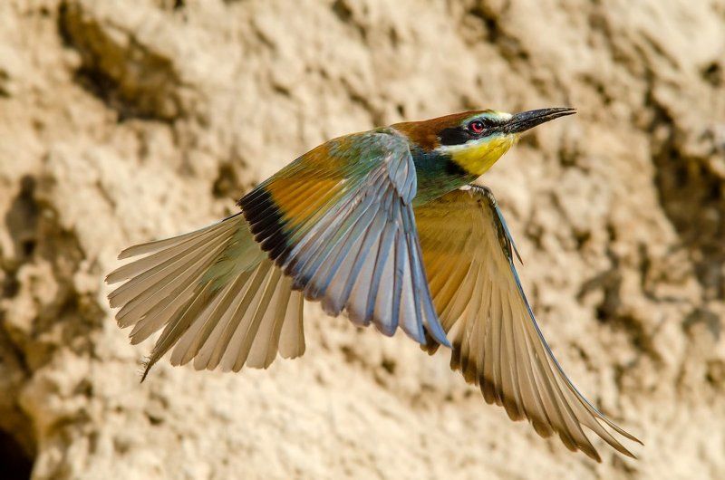 щурка, полет *** фото превью