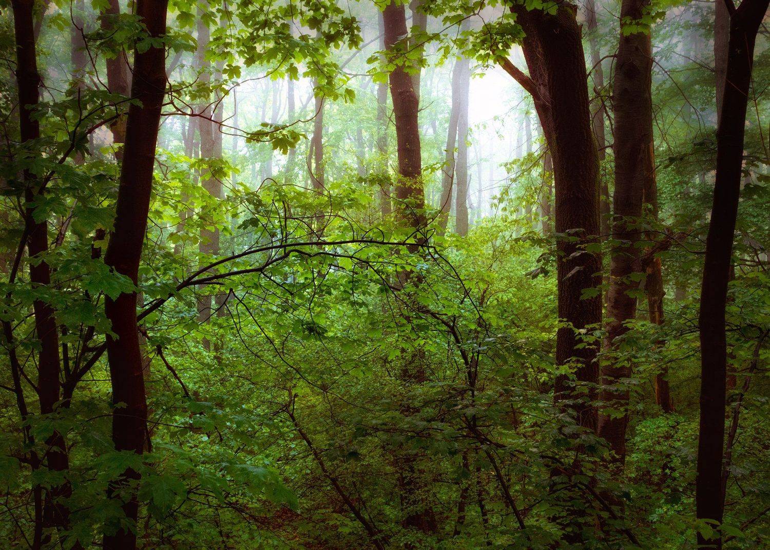 , Аделина Деветакова