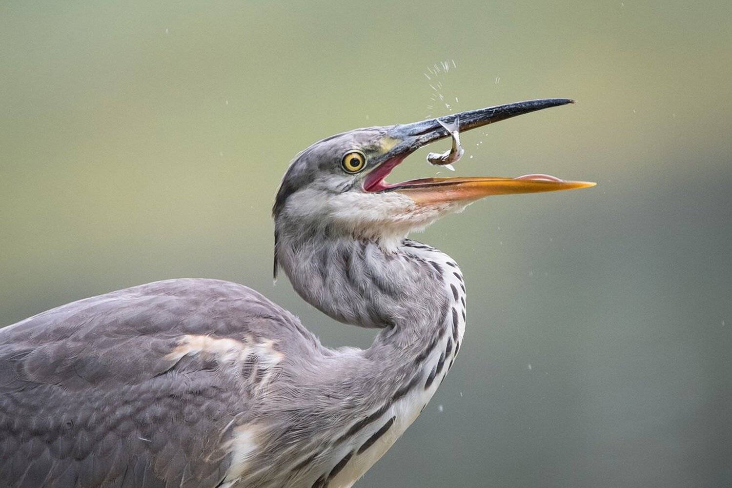 , Дмитрий Вилюнов