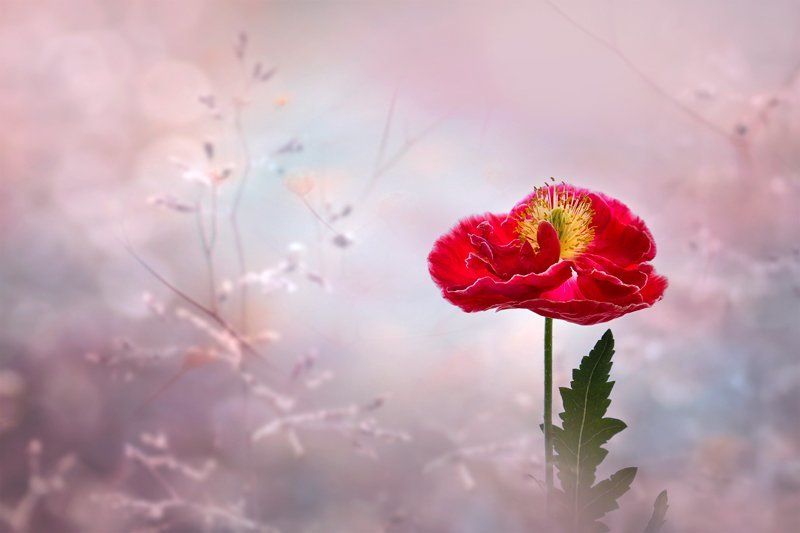 Лето, Маки, Настроение, Природа, Флора, Цветы Мгновения прошедшего лета... фото превью