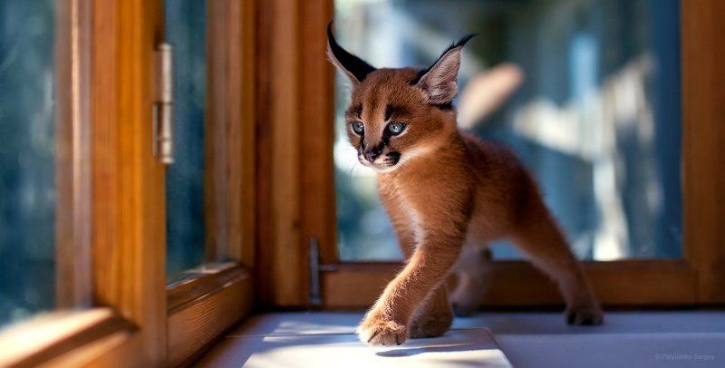 Животное, Каракал, Кот Каракал фото превью