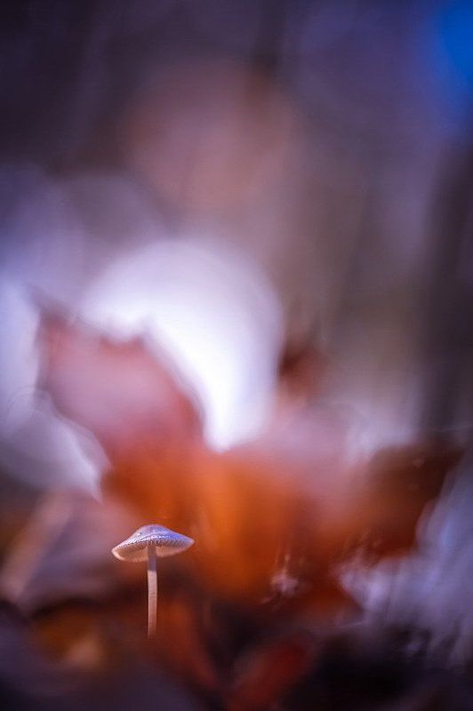 Луна богата силою внушенья фото превью