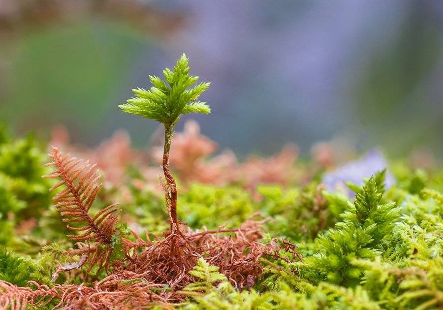Природа, растения, макросъемка растений, мох, Александр Кожухов