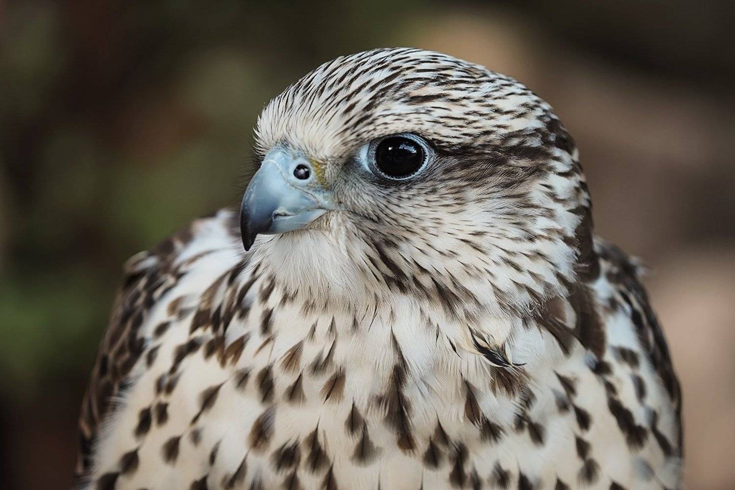 , Игорь Дубровский