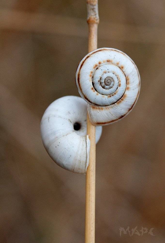 , Шангареев Марс