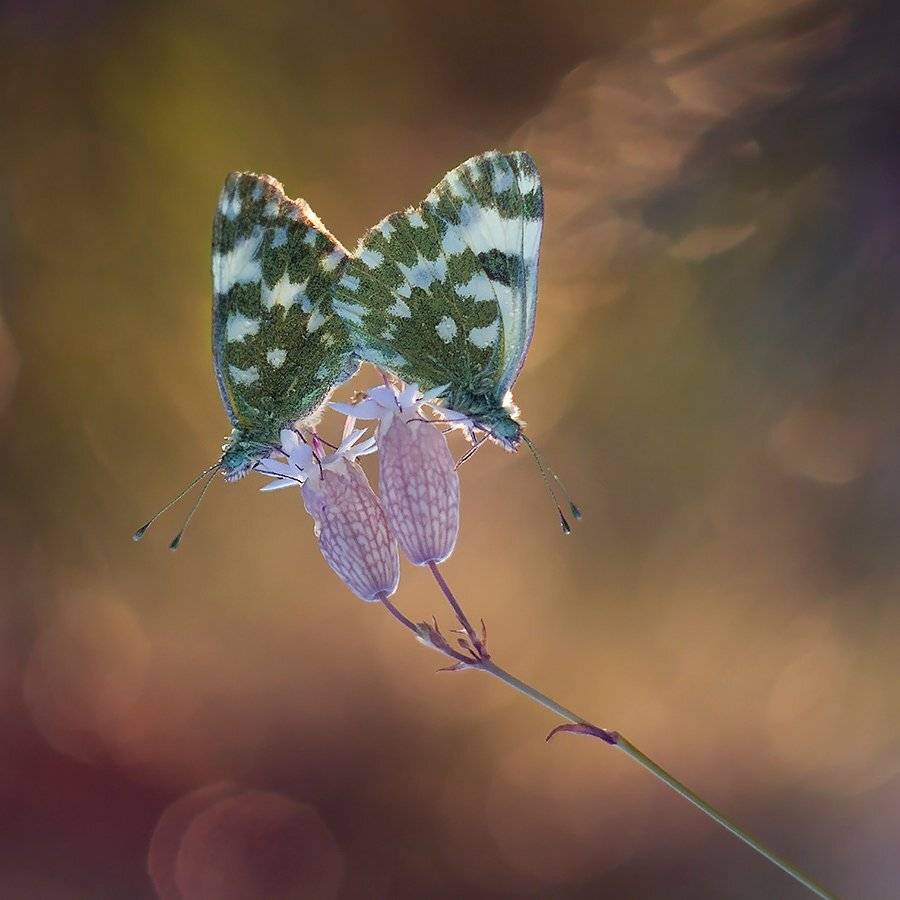, Pawel Plucinski