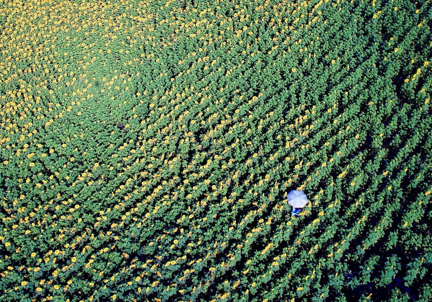 #aerogeoart #аэросъемка поле подсолнечник, Борис Резванцев