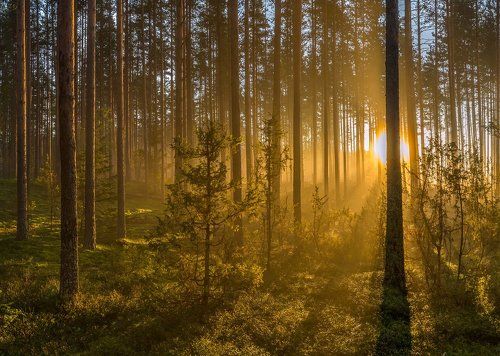 Просыпается сосновый бор